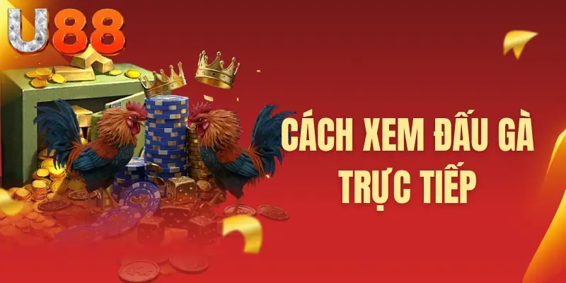 Cách xem đấu gà trực tiếp